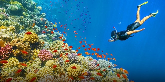 Diving and Snorkeling Guide to The Philippines